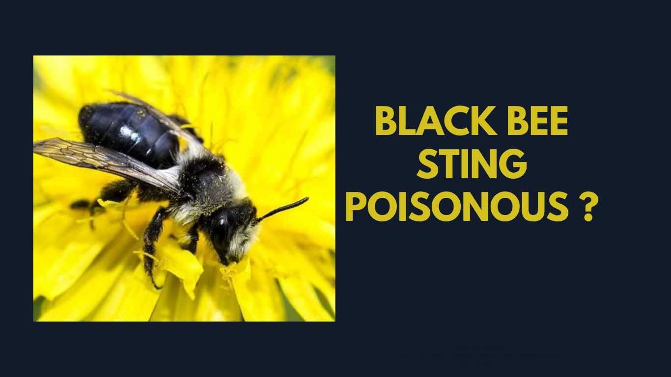The black bee is a small kind of social insect of the genus honeybee.