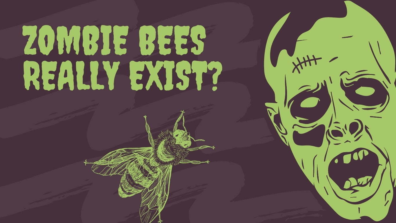zombie bees